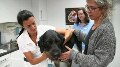 Die Tierärzte - Retter mit Herz: Ein Hund im Kornfeld