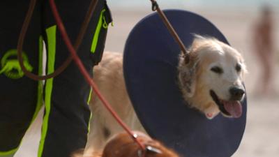 Die Tierärzte - Retter mit Herz: Die Rettungshunde