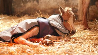 Die Tierärzte - Retter mit Herz: Erzfeind Epilepsie