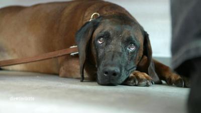 Die Tierärzte - Retter mit Herz: Der Leberkäs-Lumpi