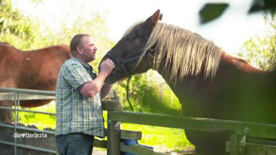 Die Tierärzte - Retter mit Herz: Zwangspause für ein Kutschpferd