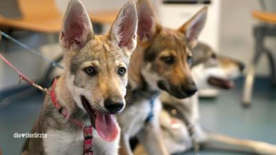 Die Tierärzte - Retter mit Herz: Doppelter Einsatz: Ärztin und Mutter