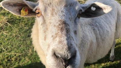 Die Tierärzte - Retter mit Herz: Eine dicke Backe gibt Rätsel auf
