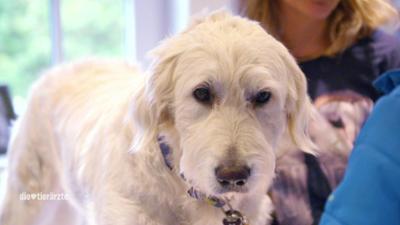 Die Tierärzte - Retter mit Herz: Die Insel-Docs