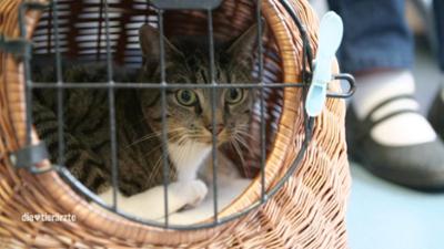 Die Tierärzte - Retter mit Herz: Chirurgisches Neuland