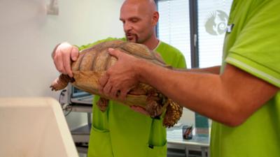 Die Tierärzte - Retter mit Herz: Feuertaufe im OP-Saal