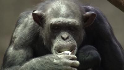 Elefant, Tiger & Co.: Toi Toi Toi (858)