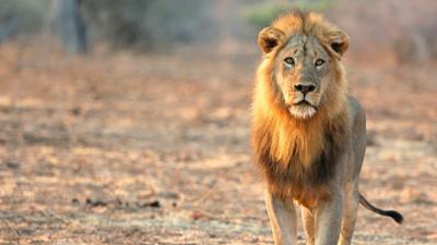 Erlebnis Erde: Sambia: Das Reich der Löwen