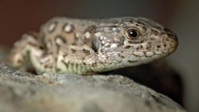 Erlebnis Erde: Räuber in Westfalen: Neues Leben in Panzerspuren