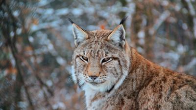 Erlebnis Erde: Wildes Italien (2/2) – Von Sardinien zu den Abruzzen