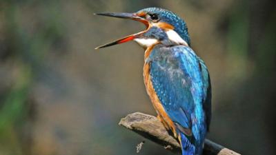 Erlebnis Erde: Die wilde Wupper