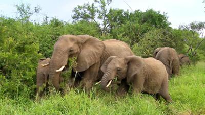 Erlebnis Erde: Wildes Südafrika - Zwischen Tropen und Savanne