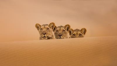 Erlebnis Erde: Geister der Wüste · Namibias Wüstenlöwen