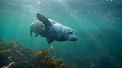 Erlebnis Erde: Unsere Meere: Naturwunder Nordsee (1/4)