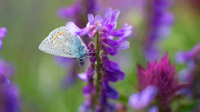 Erlebnis Erde: Kinder der Sonne: Unsere Schmetterlinge