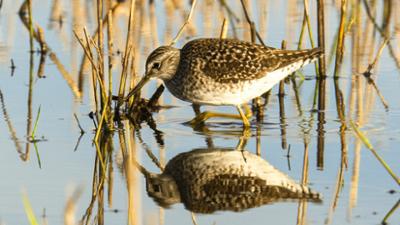 Erlebnis Erde: Wasserwildnis in Westfalen: Münsters Rieselfelder