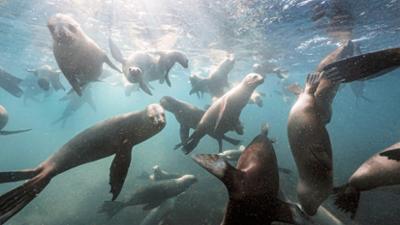 Erlebnis Erde: Wildes Argentinien · Gefährliche Küste (1/3)