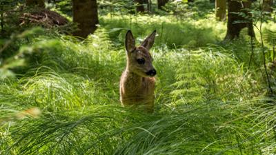 Erlebnis Erde: Unsere Wälder - Zurück in die Zukunft