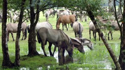 Erlebnis Erde: Wildpferde im Münsterland: Die letzten Europas