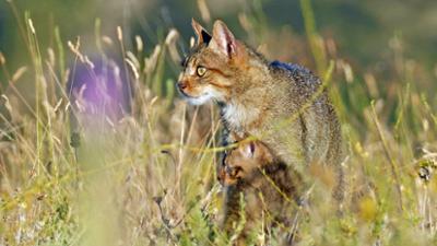 Erlebnis Erde: Jäger und Gejagte · Tierwelt der Iberischen Halbinsel