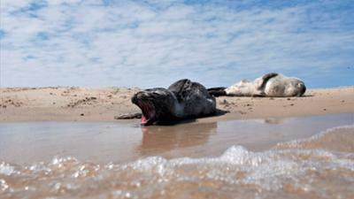 Erlebnis Erde: Unsere Meere: Naturwunder Ostsee (3/4)