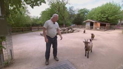 Giraffe, Erdmännchen & Co.: Brillenbären-Nachwuchs im Frankfurter Zoo (250)