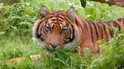 Giraffe, Erdmännchen & Co.: Wiedersehen mit Tigerin Berani (271)