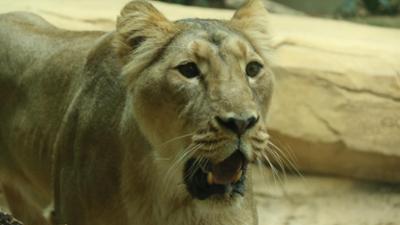 Giraffe, Erdmännchen & Co.: Eine englische Schönheit für Löwenmann Kashi (252)