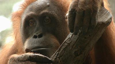 Giraffe, Erdmännchen & Co.: Die clevere Orang-Utan-Dame Sirih soll auswandern (256)