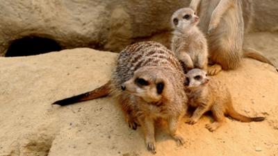 Giraffe, Erdmännchen & Co.: Balanceakt für die Erdmännchen (277)