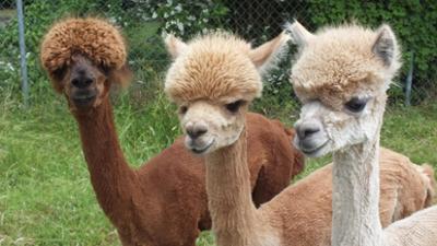 Giraffe, Erdmännchen & Co.: Fesche Frisuren für die Alpakas (278)