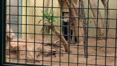 Giraffe, Erdmännchen & Co.: Scheues Löwenmädchen Zarina (260)