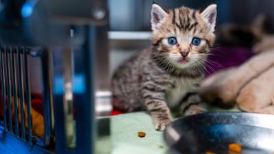 Hallo Tierheim!: Plötzlich Katzenmutter – Tierheim Bergheim
