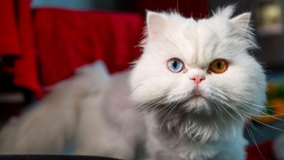 Hallo Tierheim!: Rassekatzen-Alarm – Tierheim Bergheim