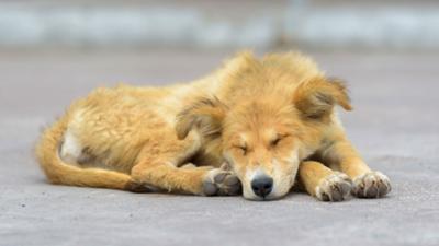 Hilfe für Italiens Straßenhunde