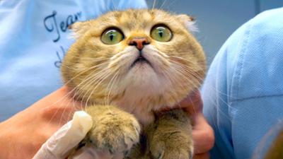 Hund, Katze, wir - Die Liebe zum Tier: Hund, Katze, wir: Die Liebe zum Tier