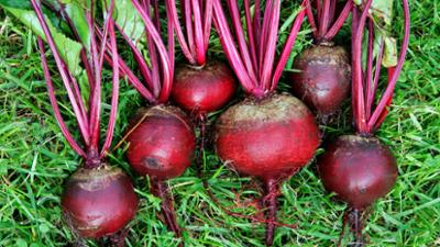 Kochen mit Martina und Moritz: Rote Bete: Jung schmecken sie am besten