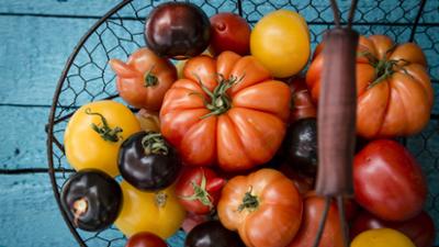 Kochen mit Martina und Moritz: Paradiesfrüchte: Tomaten – saftig, fruchtig, kunterbunt