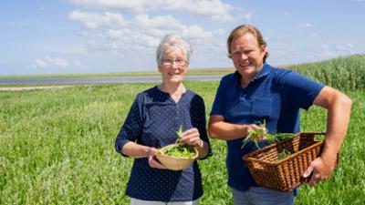 Lecker an Bord: Meeresgemüse von den Salzwiesen