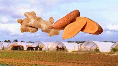 Lokalzeit LandSchafft: Ingwer und Süßkartoffel: Zwei Höfe wagen den Anbau