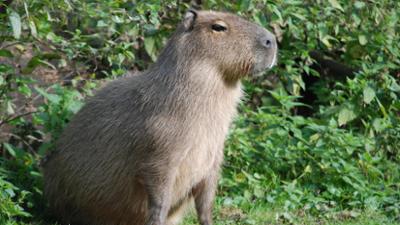 Nashorn, Zebra & Co: Tödliches Gift (F. 110)