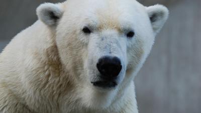 Nashorn, Zebra & Co: Schlafkomfort für die Eisbären (F. 170)