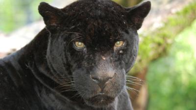 Nashorn, Zebra & Co: Wiedersehen macht Freude (F. 137)