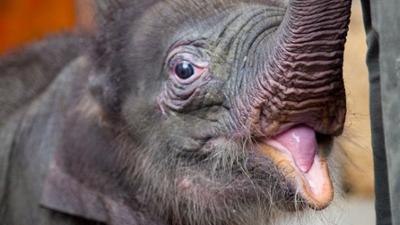 Nashorn, Zebra & Co: Elefantenbaby Ludwig (F. 138)