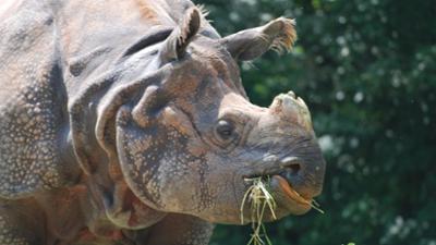 Nashorn, Zebra & Co: Gefährliche Panzernashörner (F. 139)