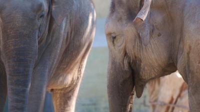 Nashorn, Zebra & Co: Wann bei Elefanten der Spaß aufhört (F. 119)