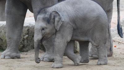 Nashorn, Zebra & Co: Ein Elefantenbaby muss auf die Waage (F. 155)