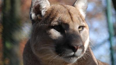 Nashorn, Zebra & Co: Es stinkt wie im Pumakäfig (F. 140)