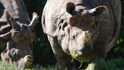 Nashorn, Zebra & Co: Panzernashörner sind Warmduscher (F. 121)