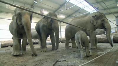 Nashorn, Zebra & Co: Ein fünfstimmiger Chor (F. 157)